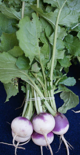 Turnip