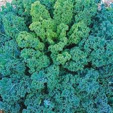 Blue Kale