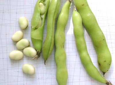 Fava beans