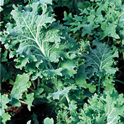 true siberian kale true siberian kale