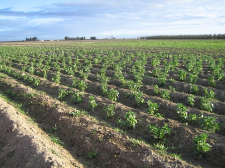 new farm 003