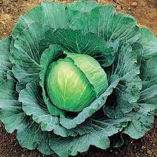 Cabbage (green)